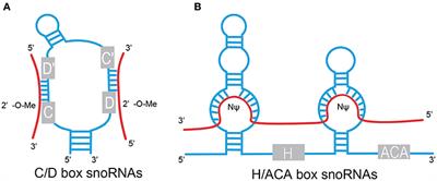 Frontiers | Small Nucleolar RNAs: Insight Into Their Function In Cancer